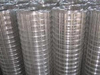 Galvanized Welded Wire Mesh